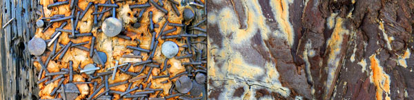 torn poster / fungus on 